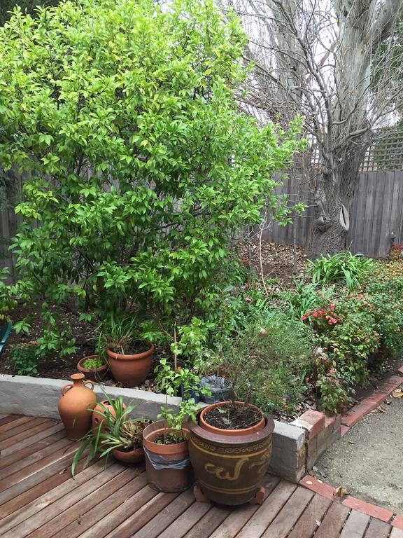 Garden Cottage St Kilda Melbourne Exterior photo